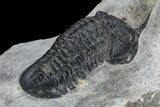 Bargain, Morocconites Trilobite Fossil - Morocco #127477-5